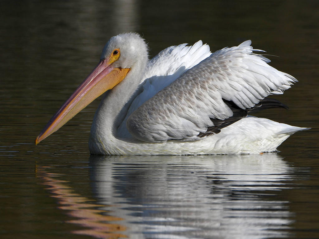 Pelican8.jpg