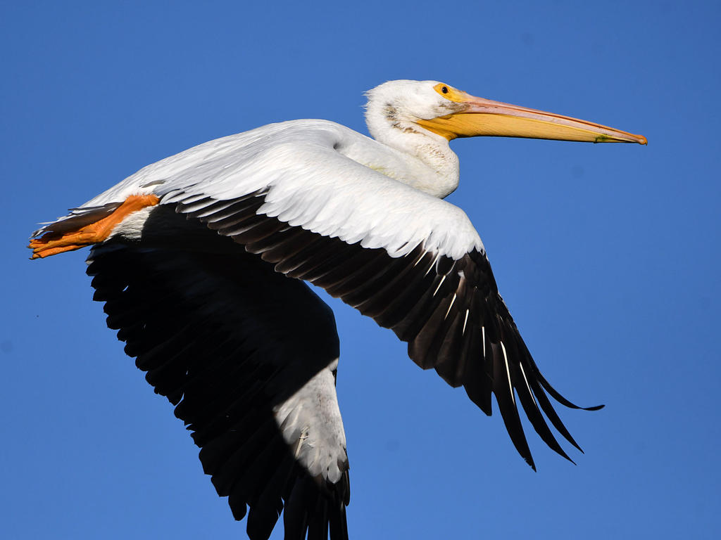 Pelican8.jpg