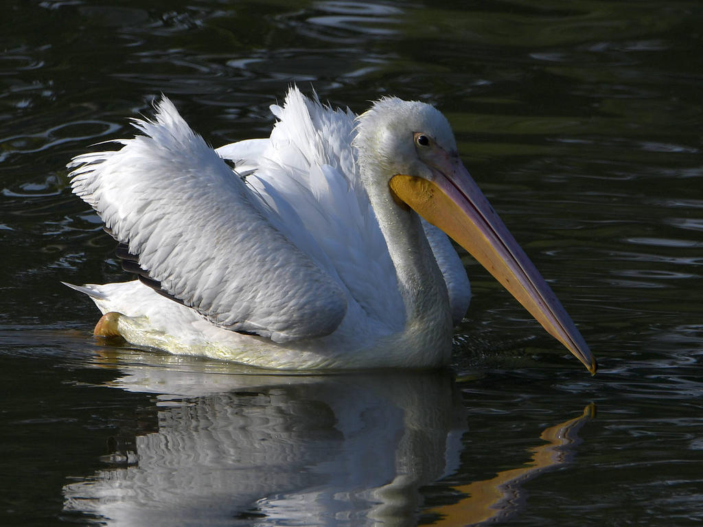 Pelican8.jpg