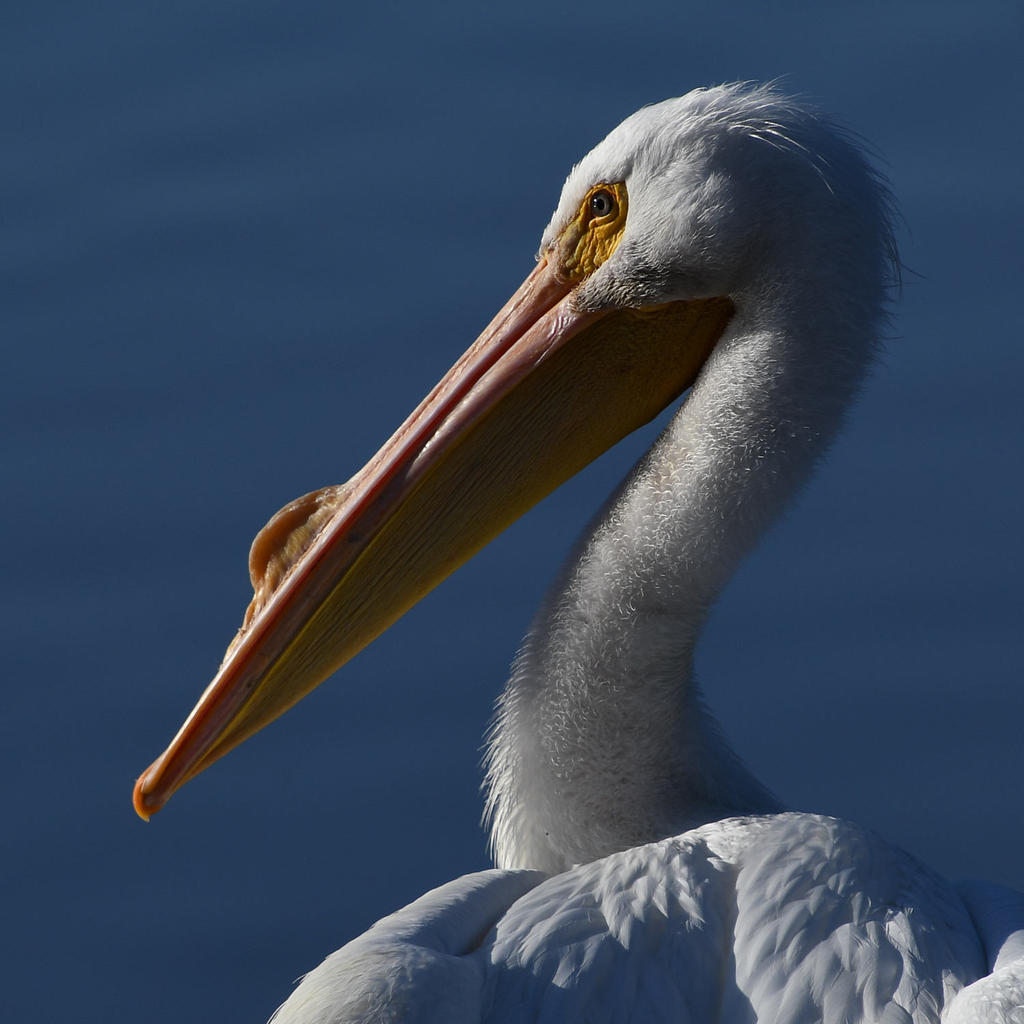 Pelican8.jpg