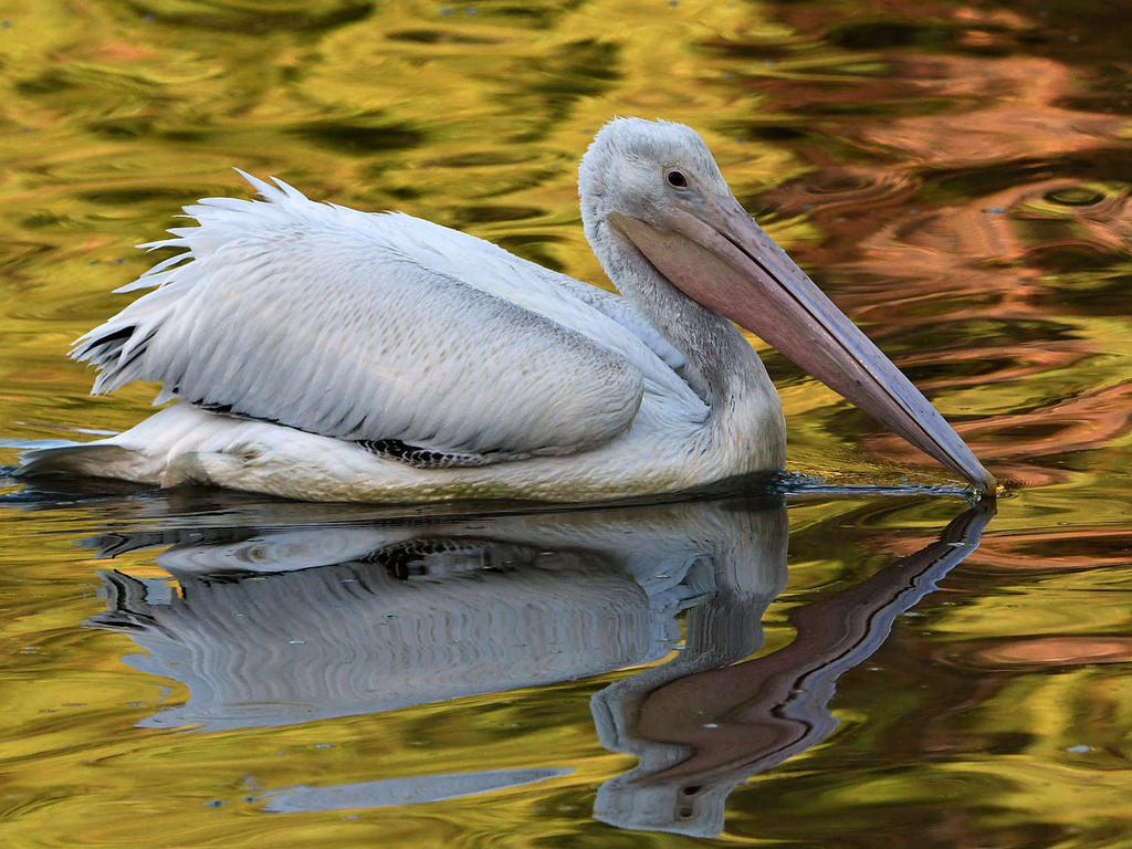 Pelican8.jpg