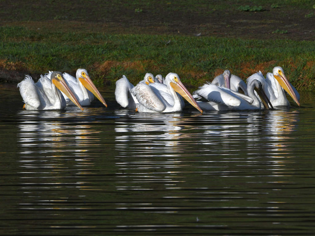 Pelican8.jpg