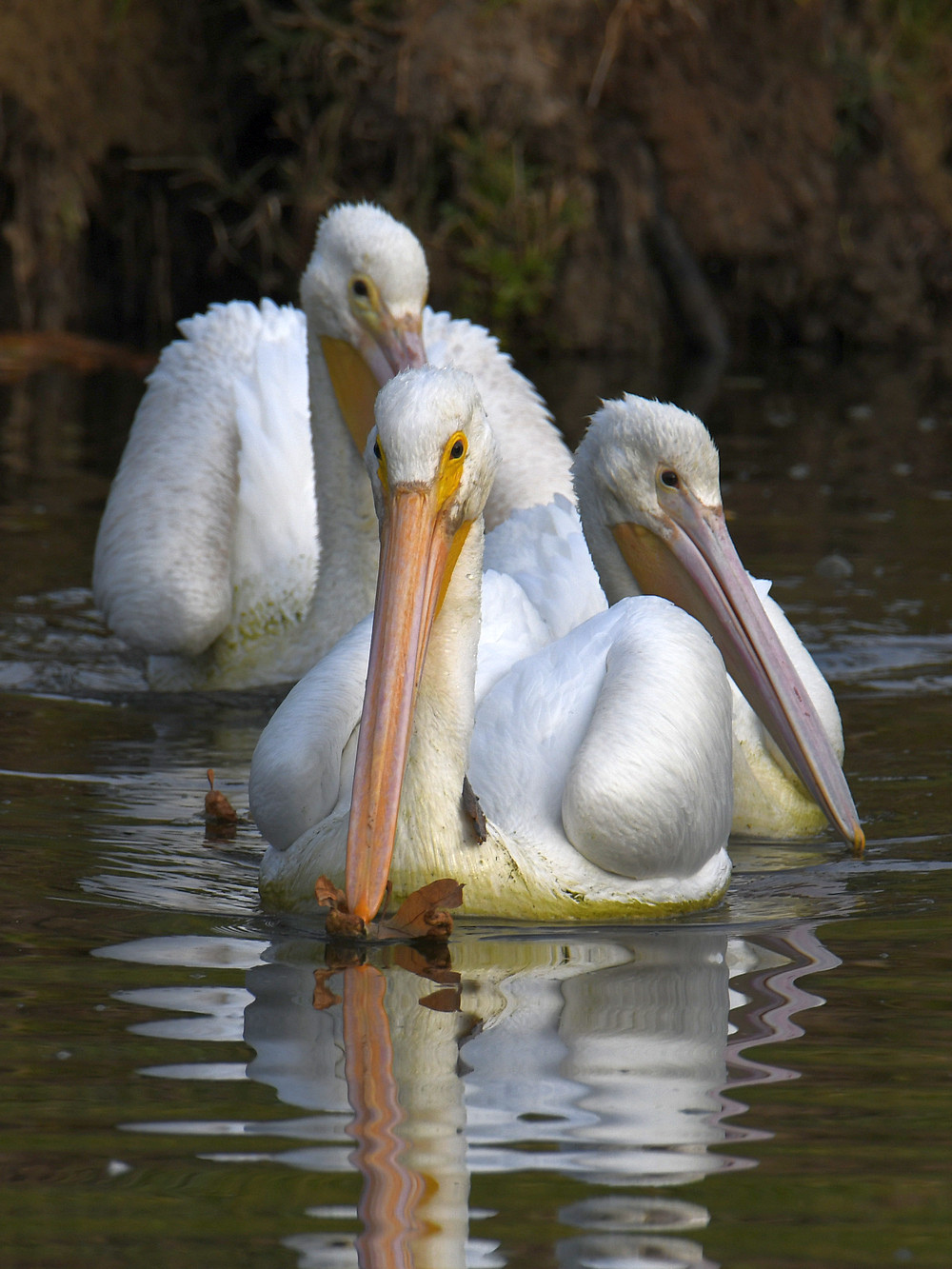 Pelican8.jpg
