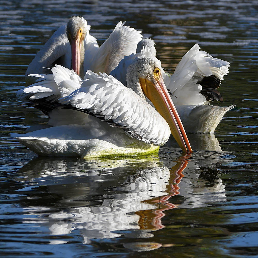 Pelican9.jpg