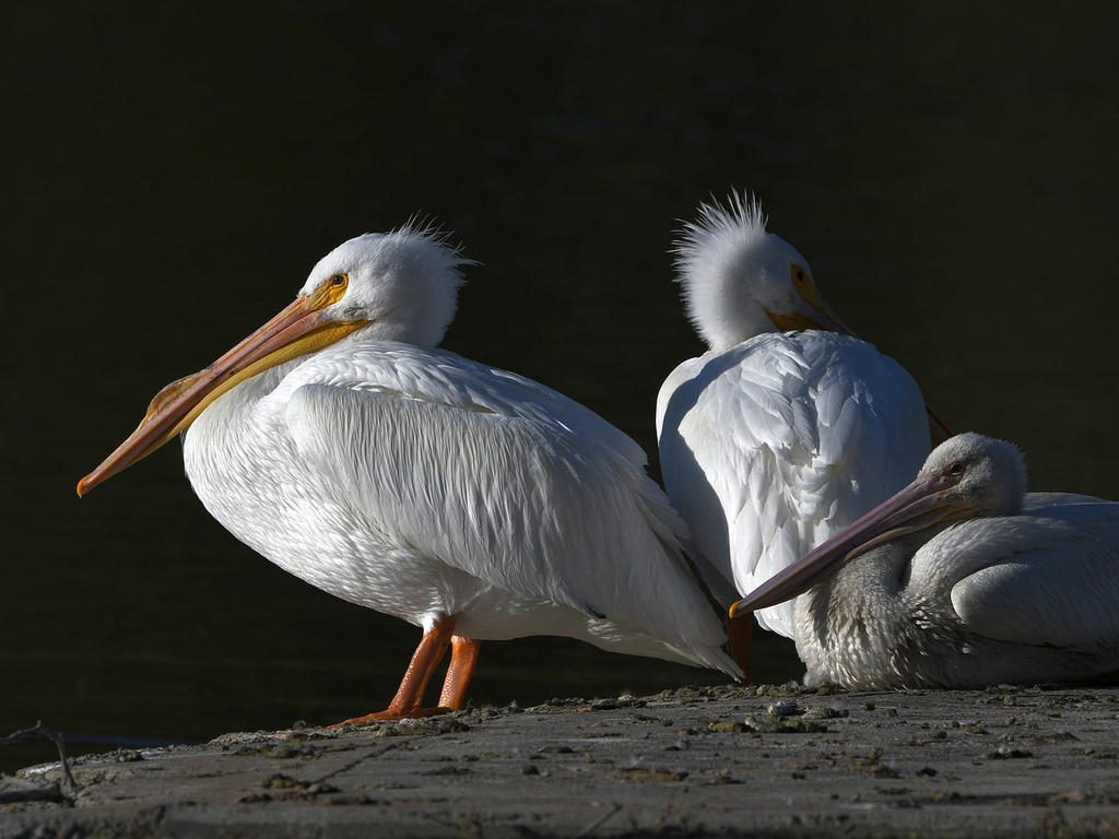 Pelican9.jpg