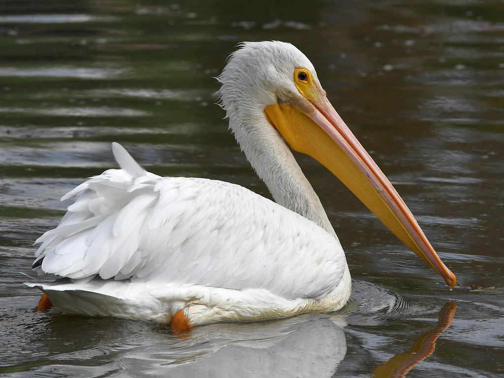 Pelican9.jpg