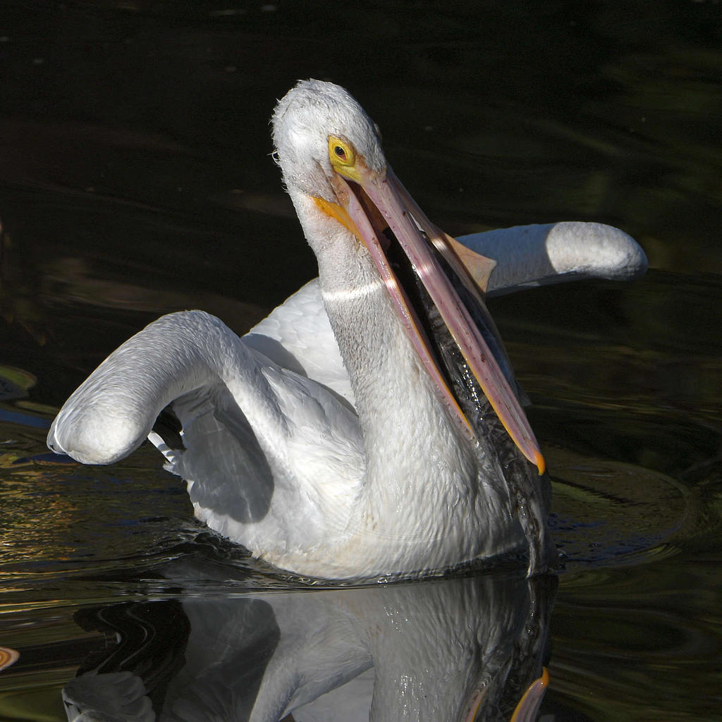 Pelican9.jpg