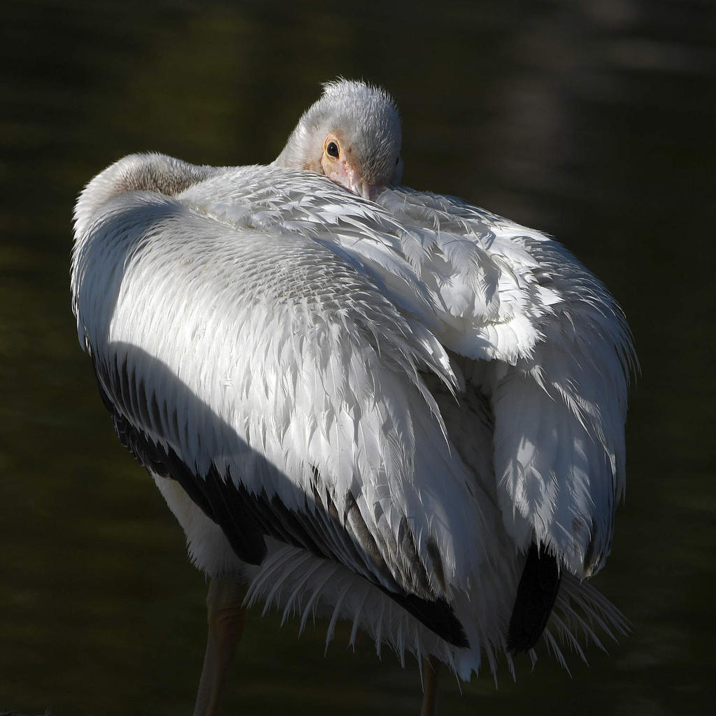 Pelican9.jpg