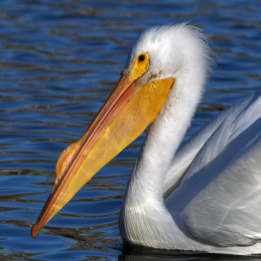 Pelican9.jpg