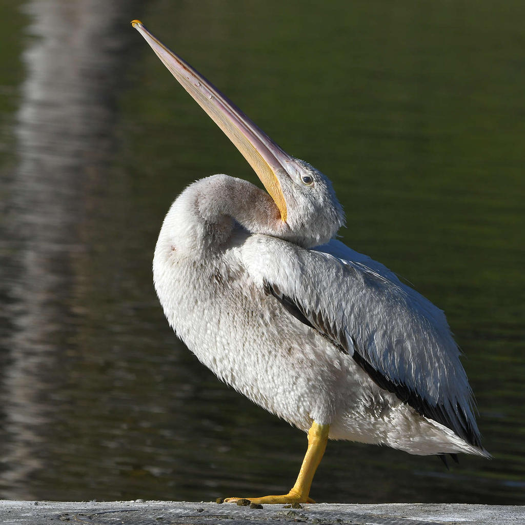 Pelican9.jpg