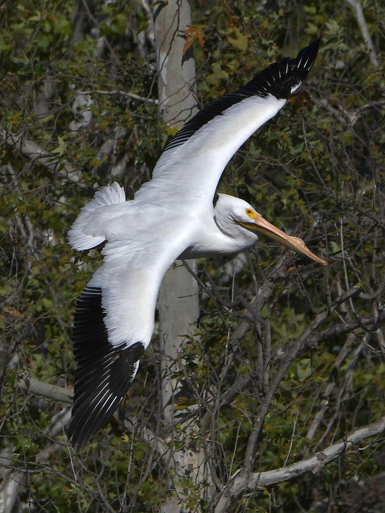 Pelican9.jpg
