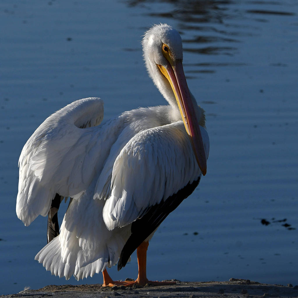 Pelican9.jpg