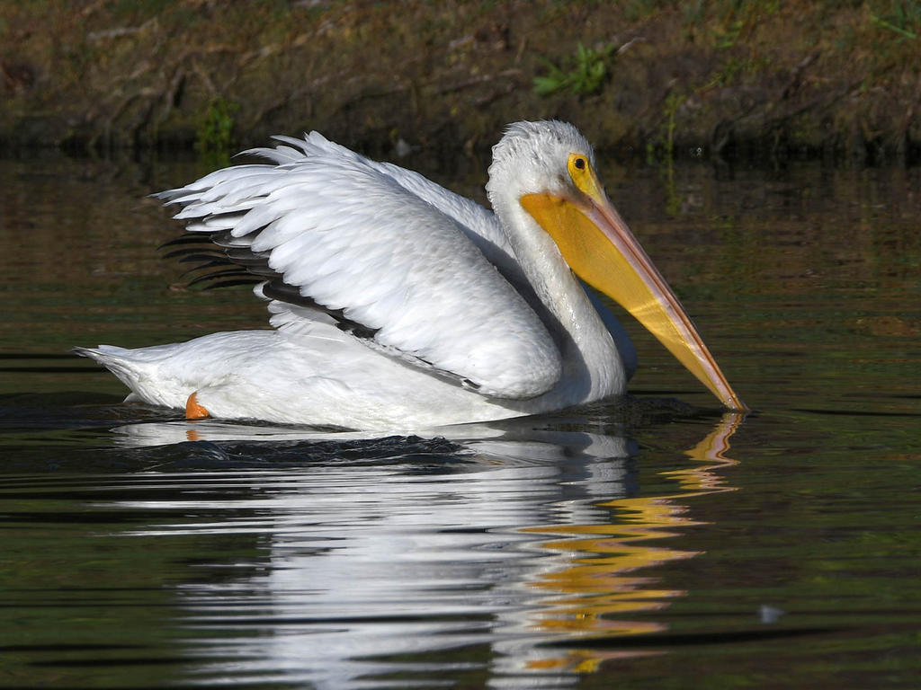 Pelican9.jpg