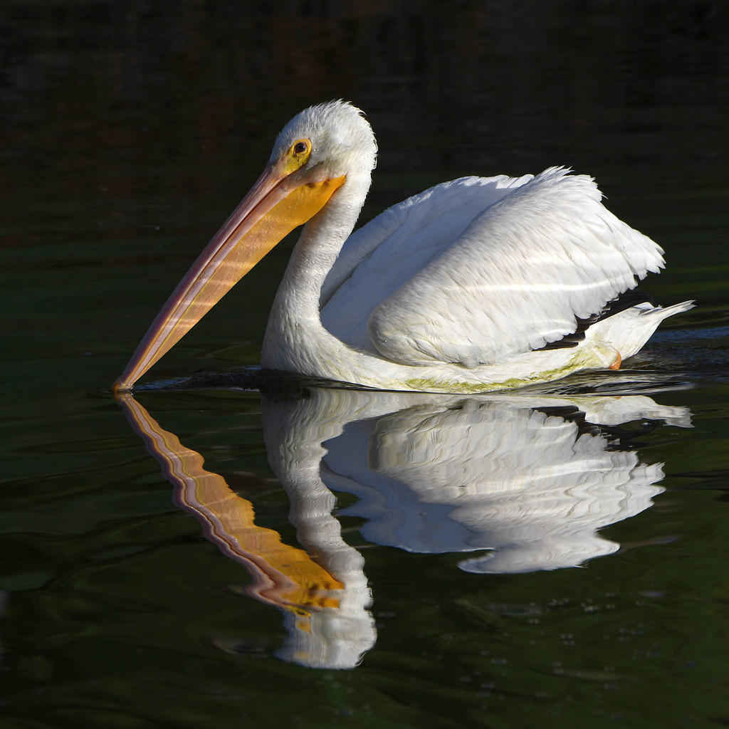 Pelican9.jpg