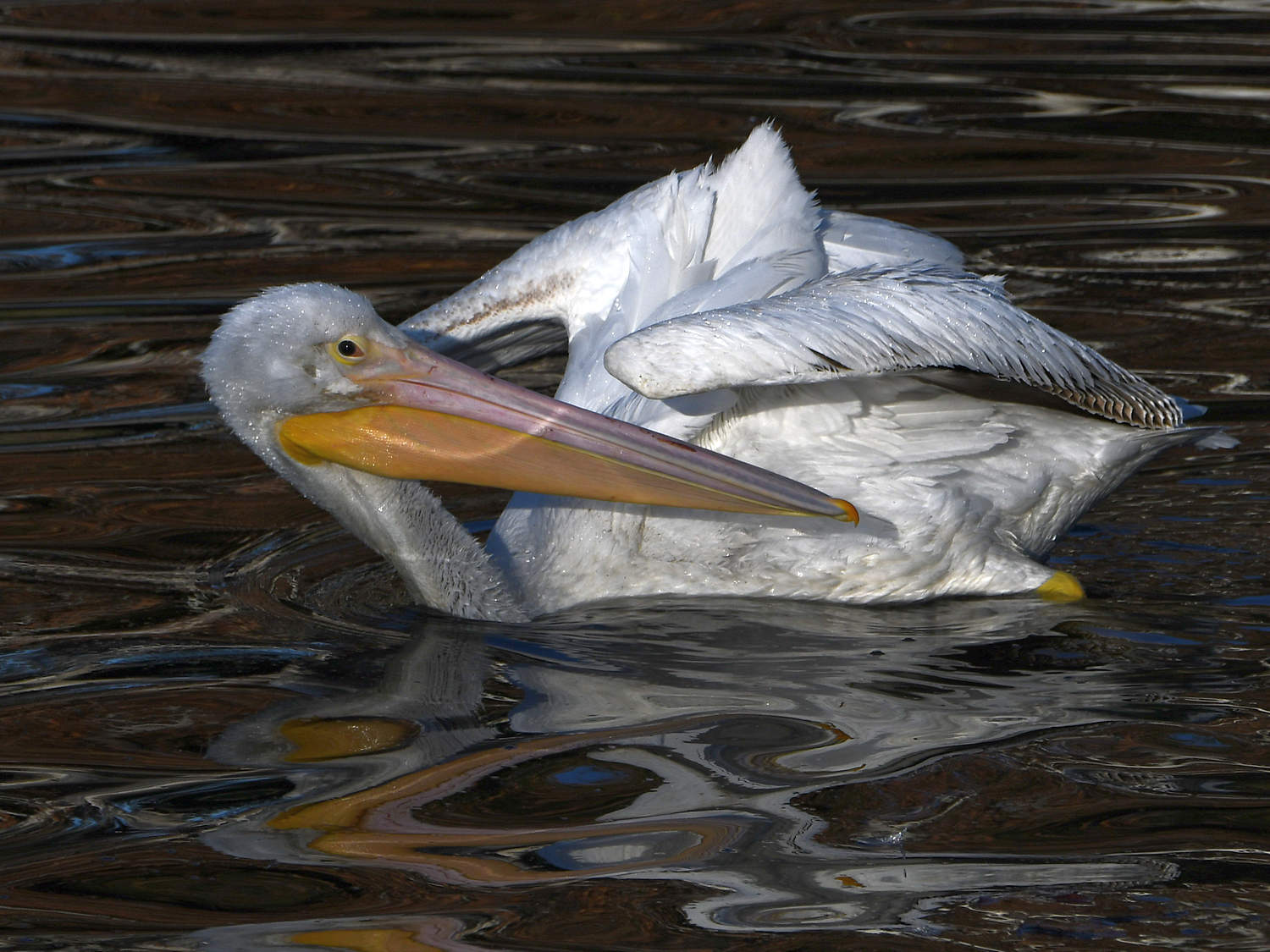 Pelican9.jpg