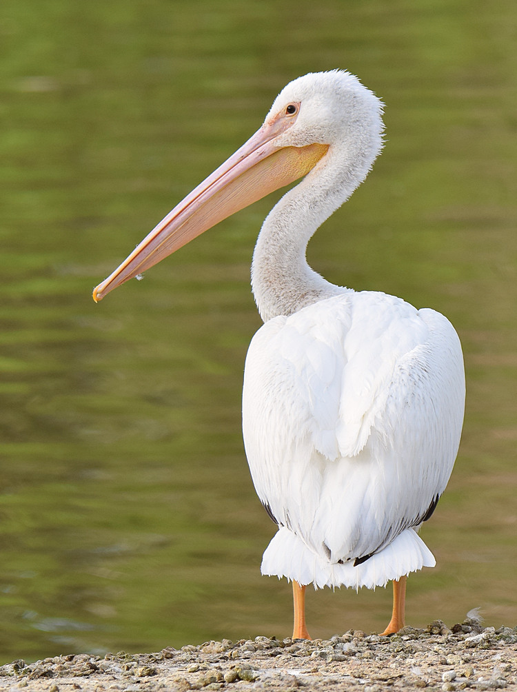Pelican_2015_03_15.jpg