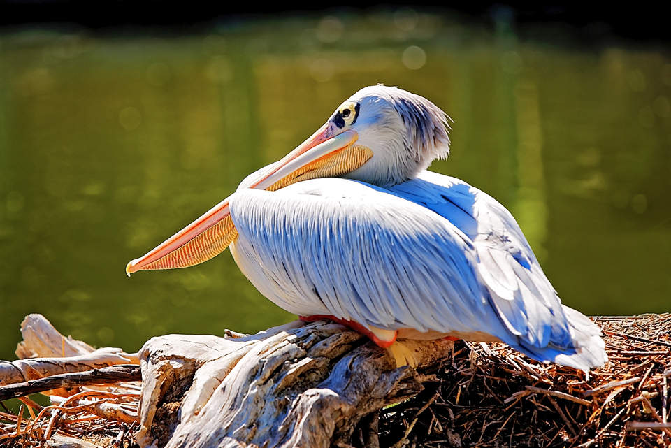 Pelican_DxO.jpg