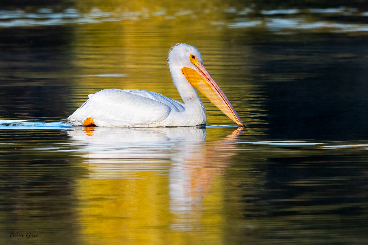 PelicanAutumn-79.jpg