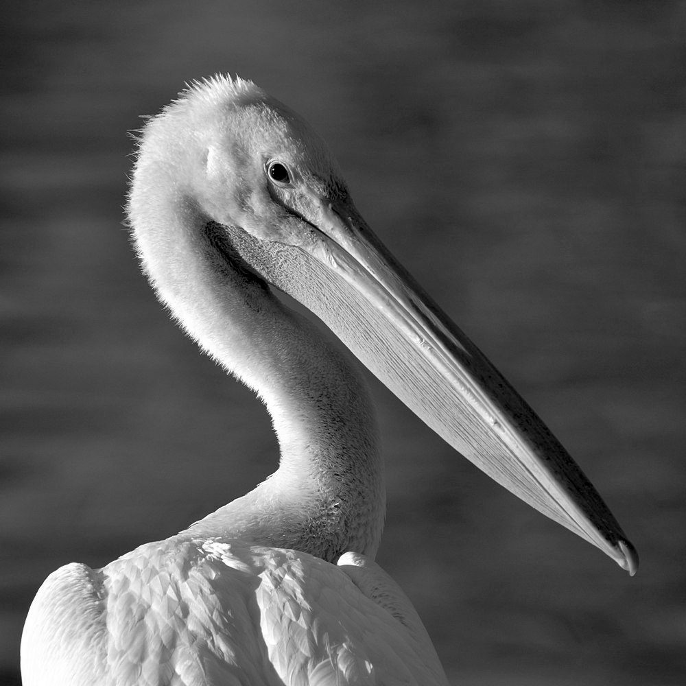 PelicanBW.jpg