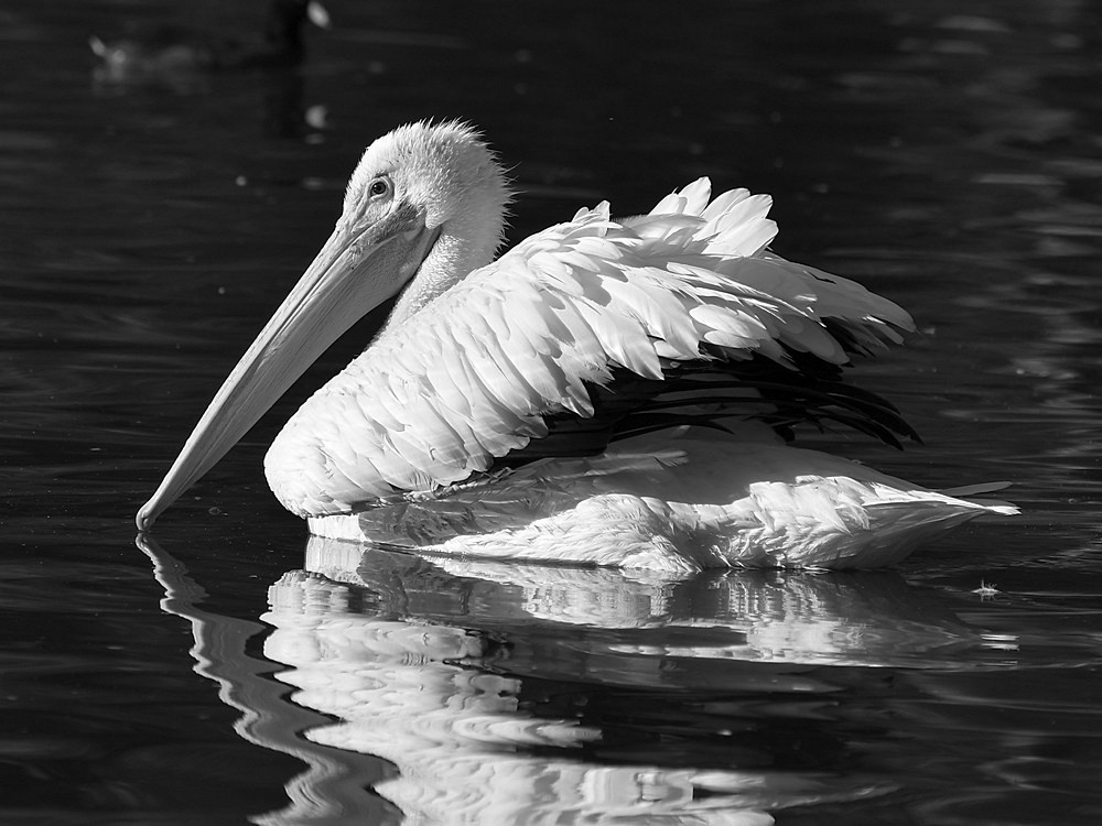 PelicanBW.jpg