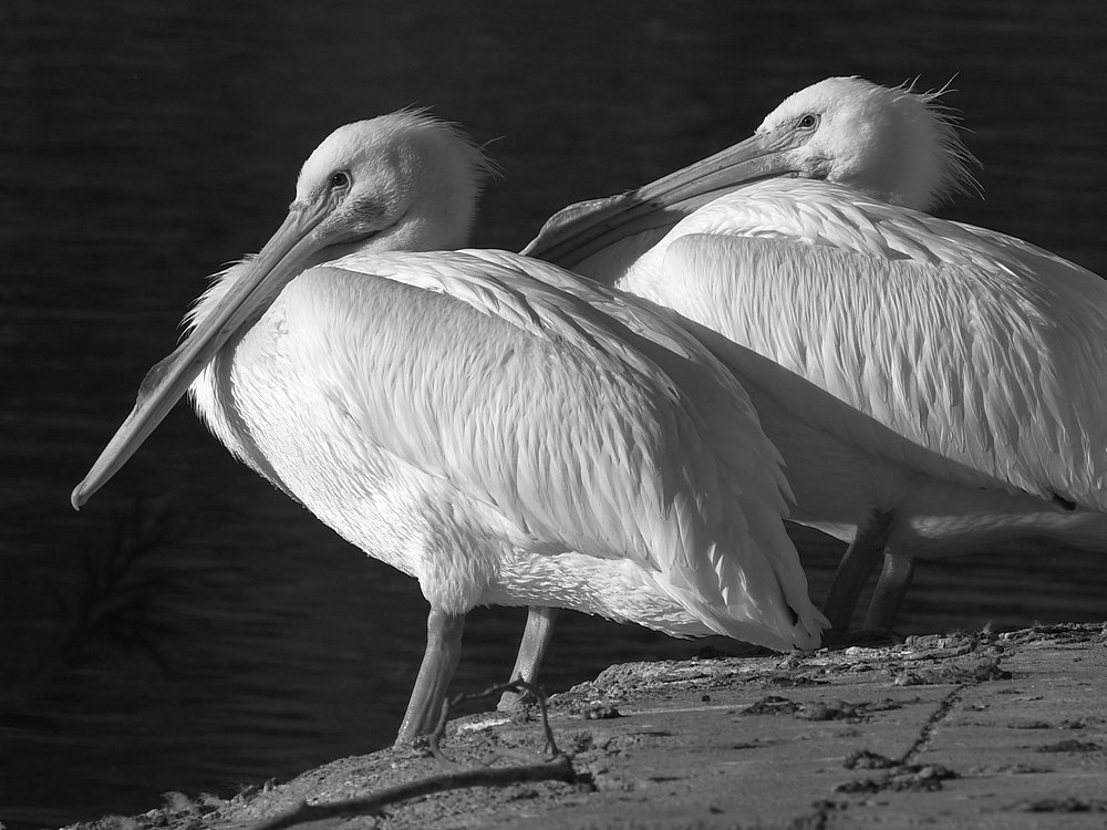 PelicanBW.jpg