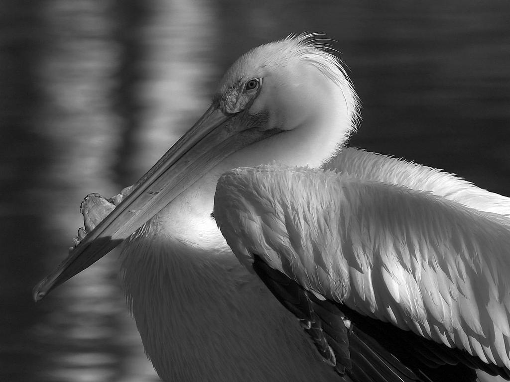 PelicanBW.jpg
