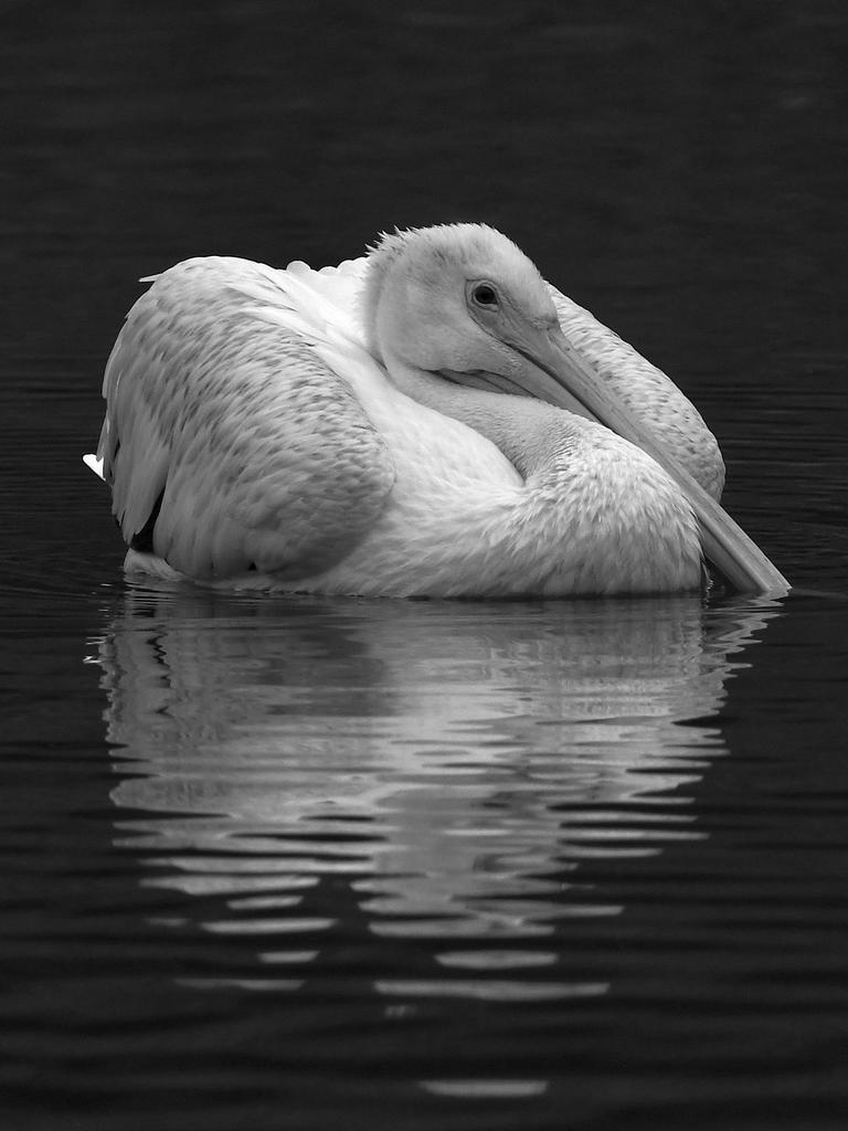 PelicanBW.jpg