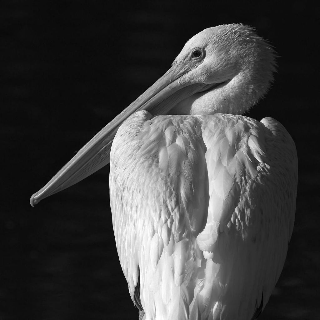PelicanBW.jpg