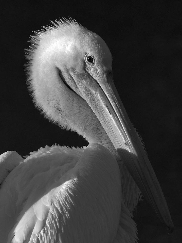 PelicanBW.jpg
