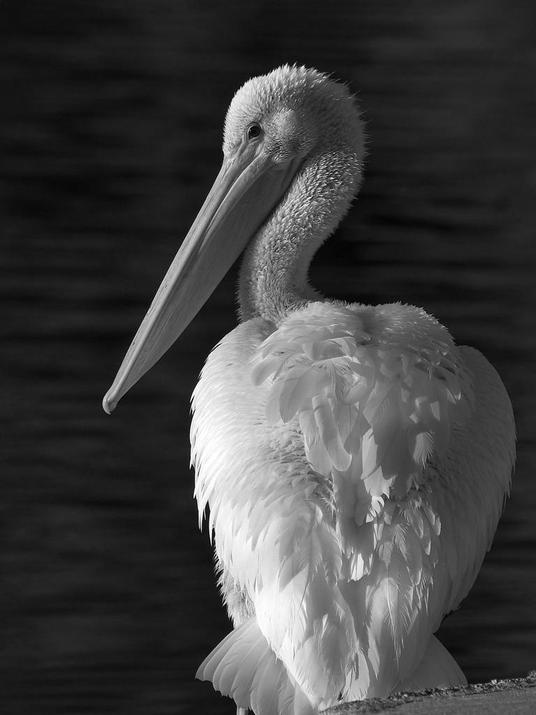 PelicanBW.jpg