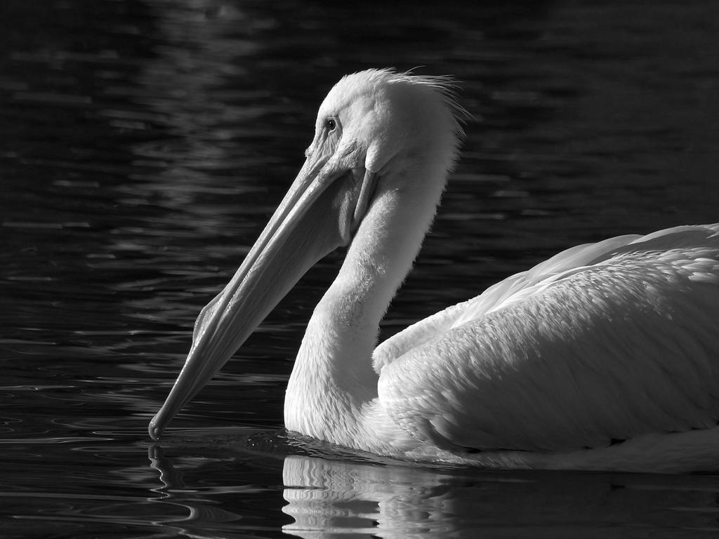 PelicanBW.jpg