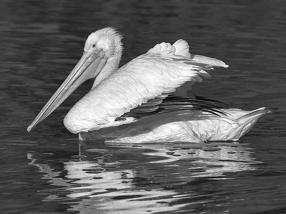 PelicanBW2.jpg