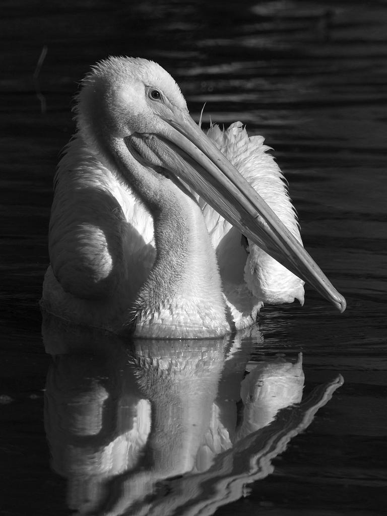 PelicanBW2.jpg