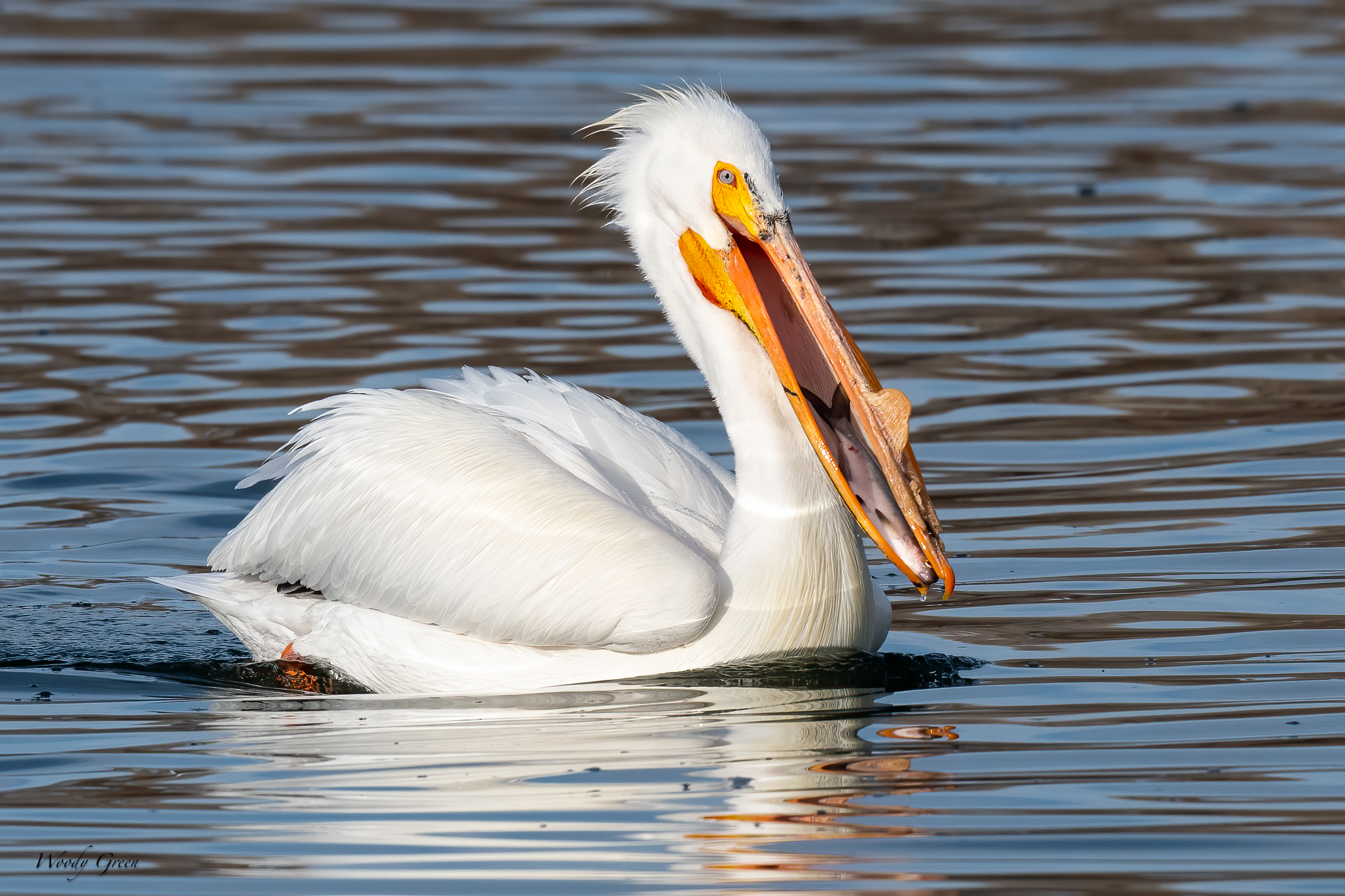 PelicanFish-599.jpg