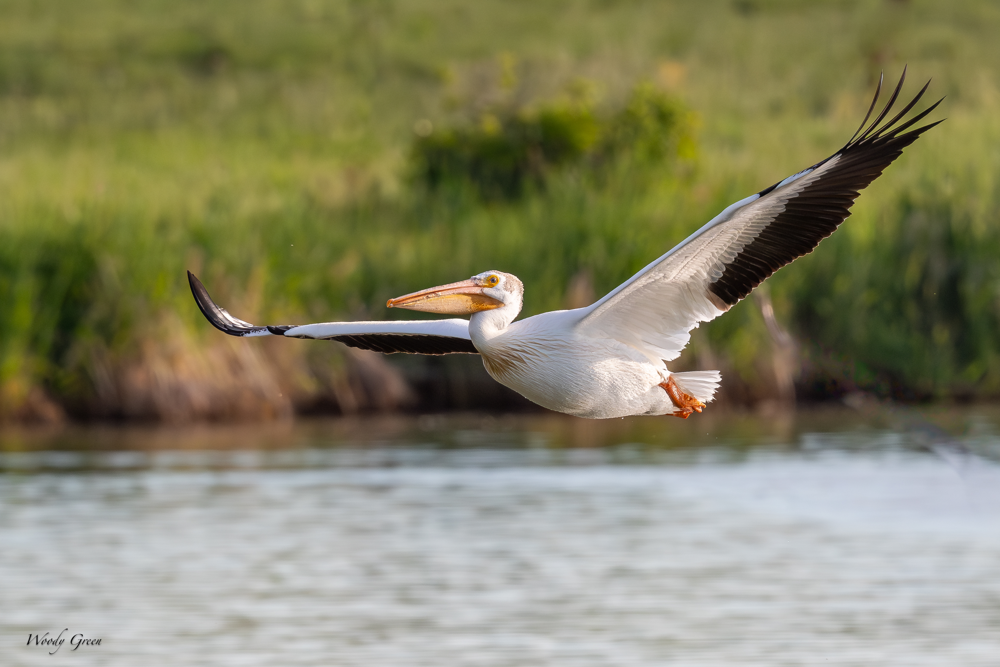 PelicanFlight-161.jpg