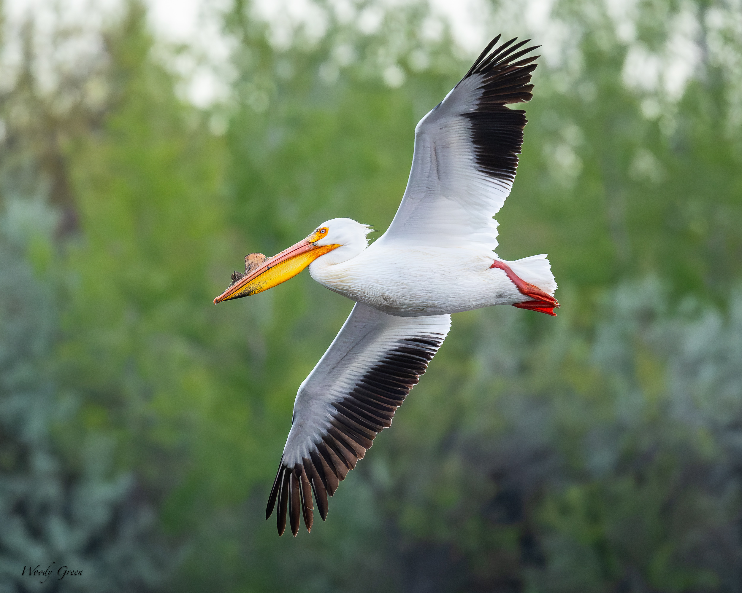 PelicanFlight-626.jpg