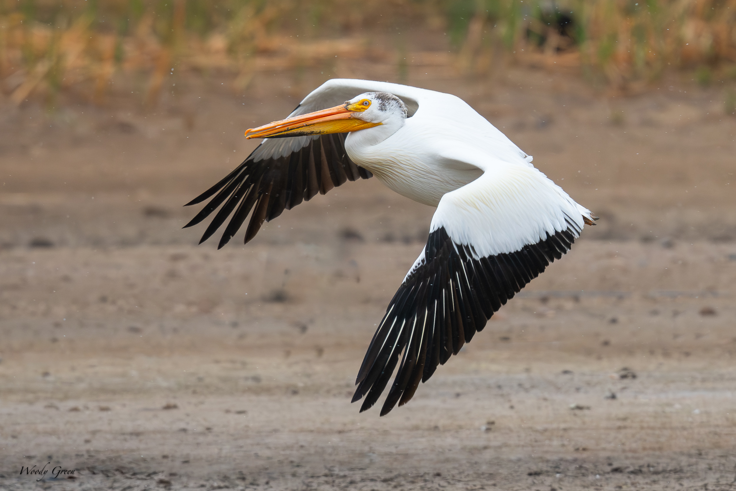 PelicanFlight-636.jpg