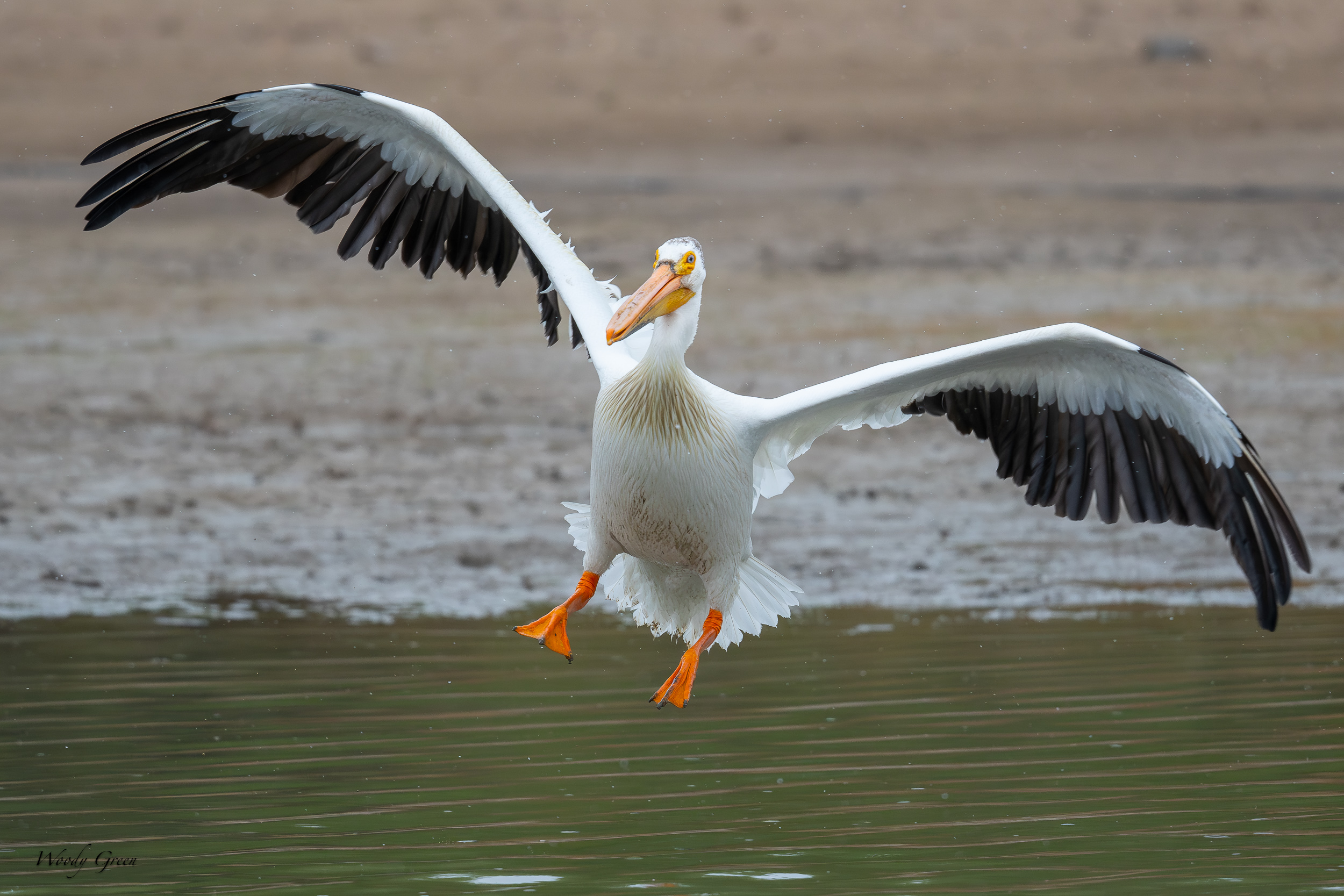 PelicanFlight-637.jpg