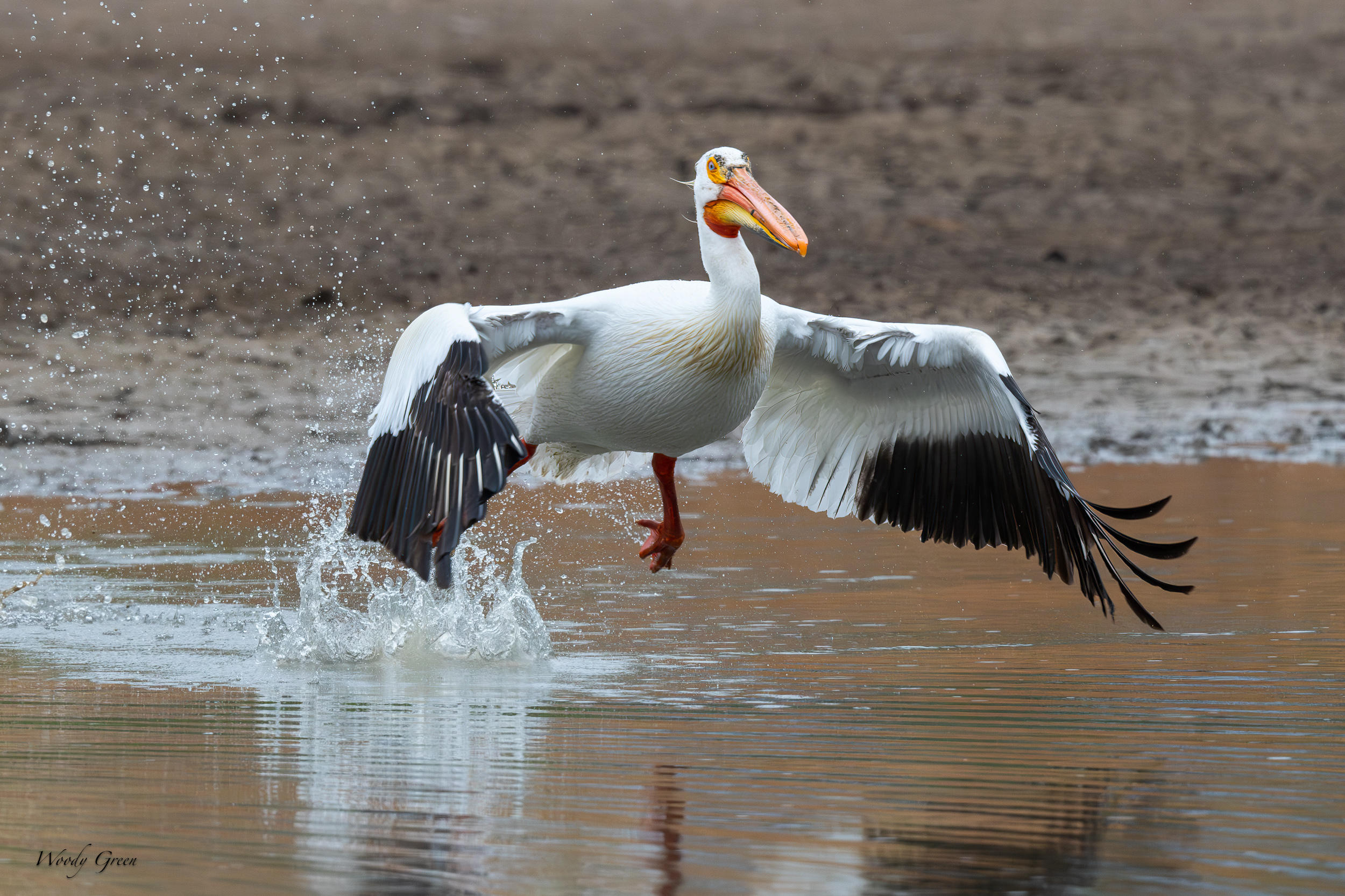 PelicanFlight-638.jpg