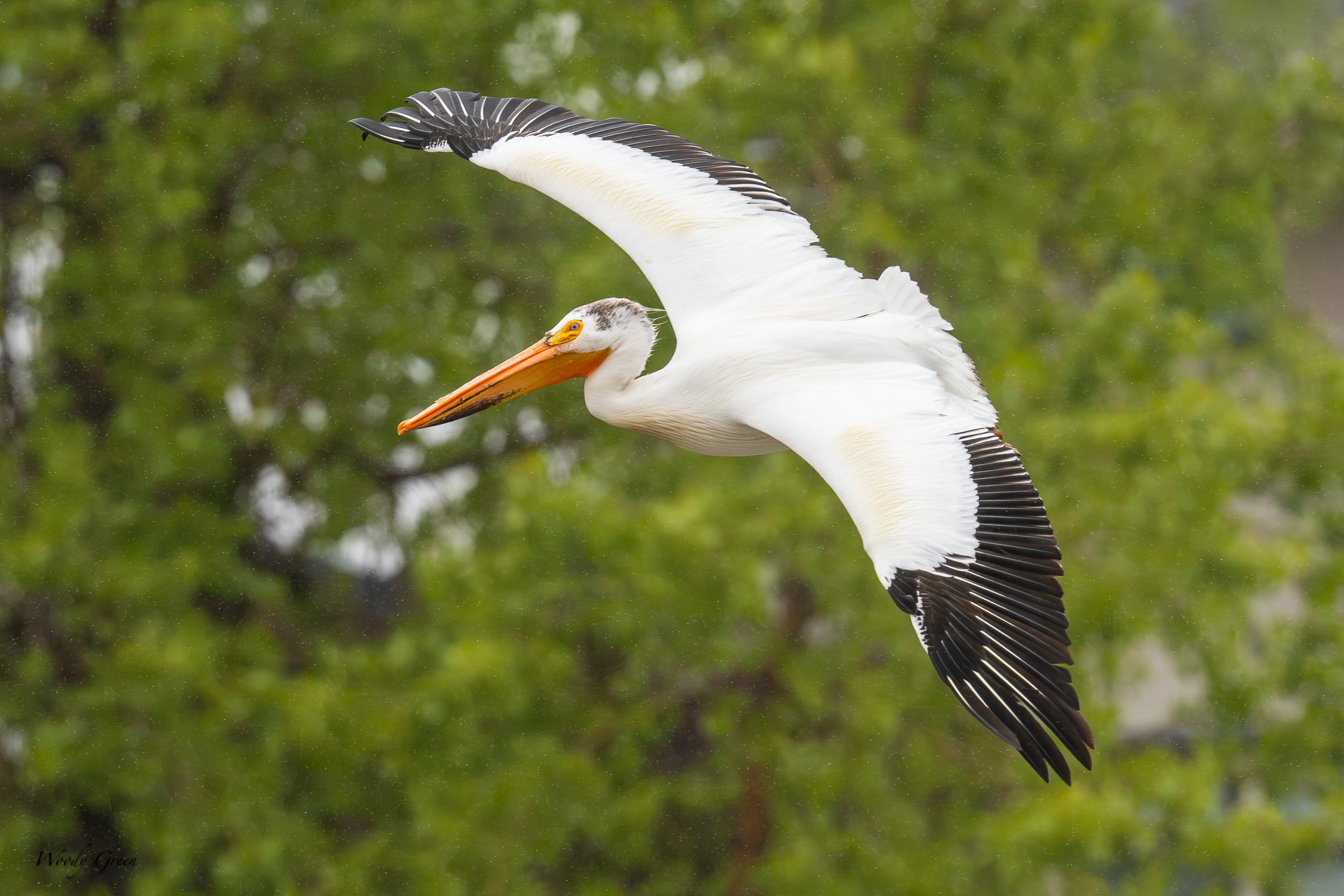 PelicanFlight-639.jpg