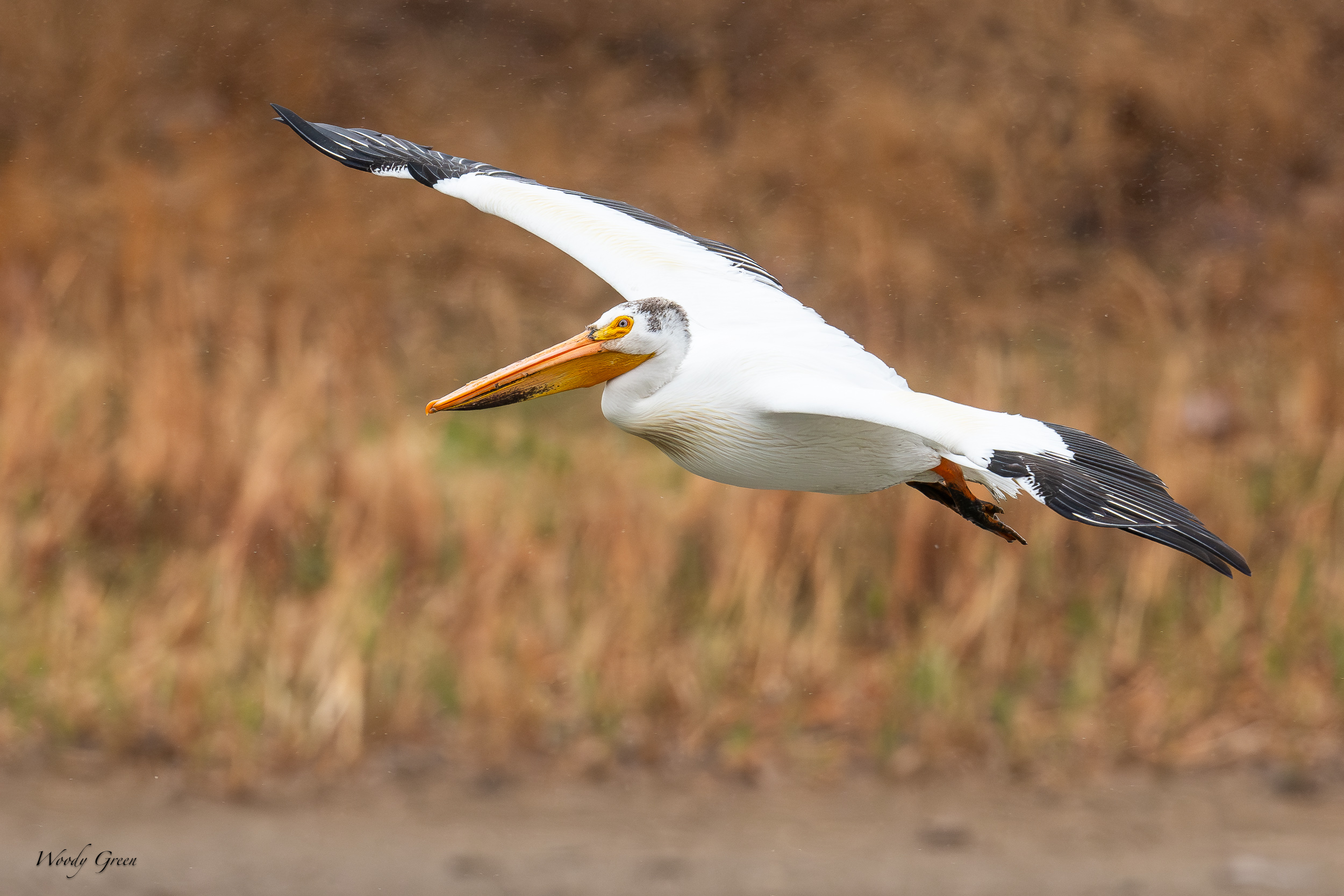 PelicanFlight-640.jpg