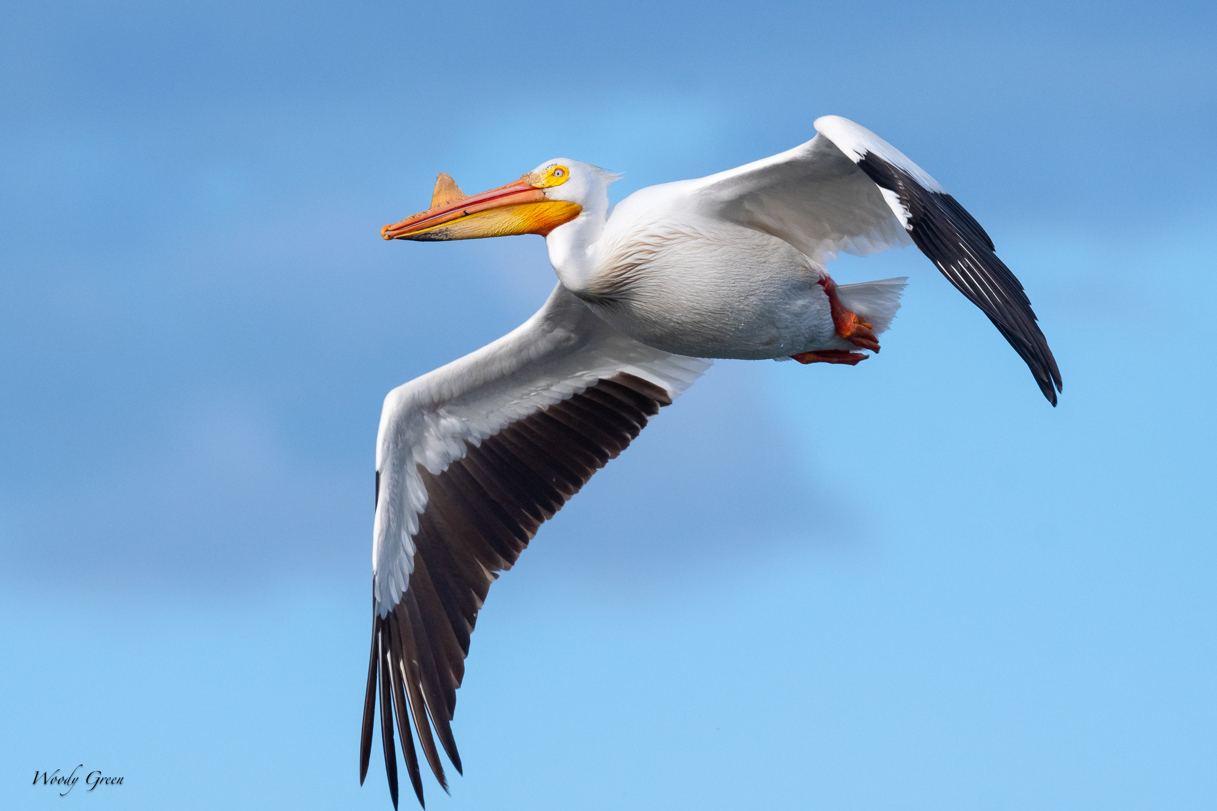 PelicanFlight-785.jpg
