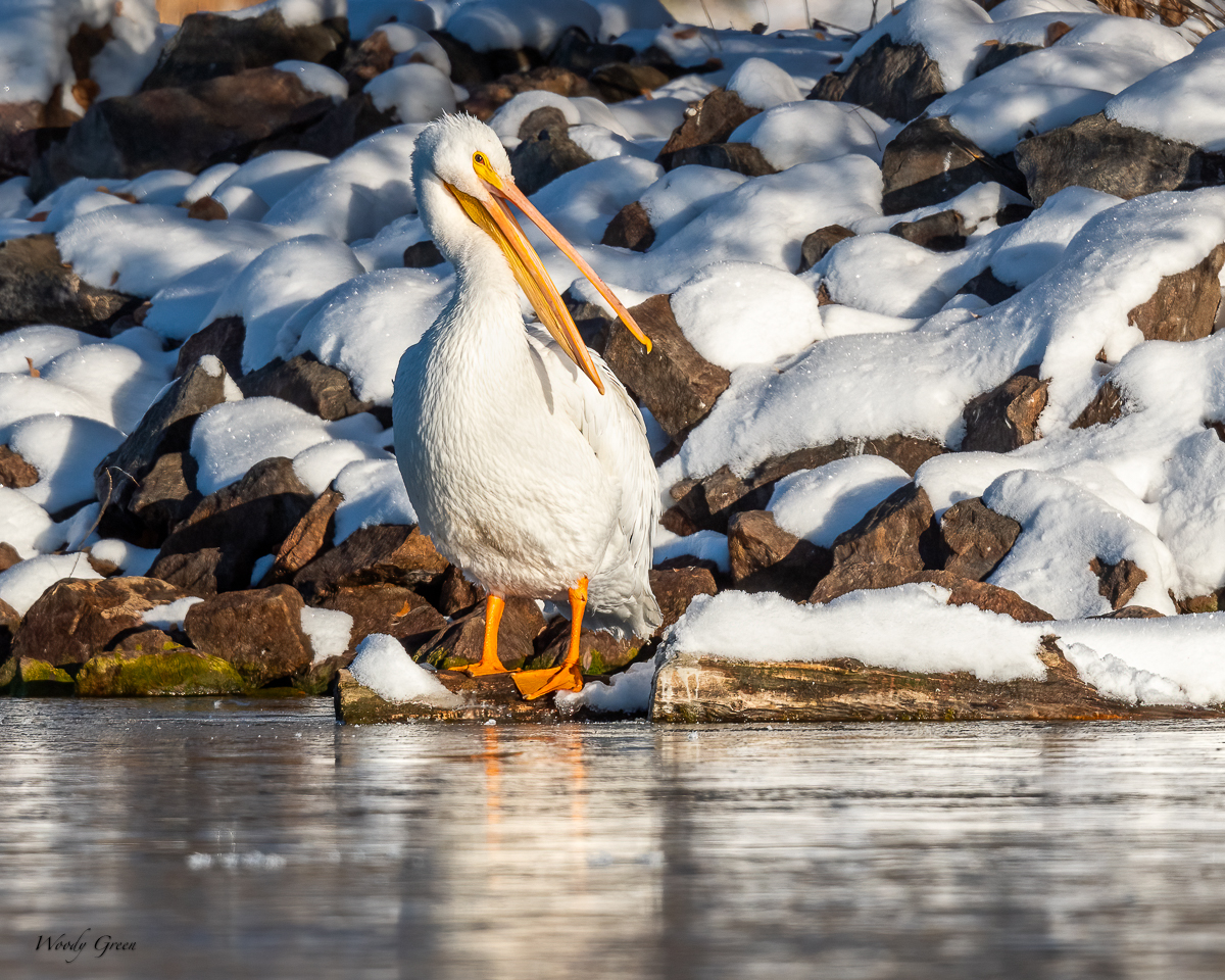 PelicanFroozen-83.jpg
