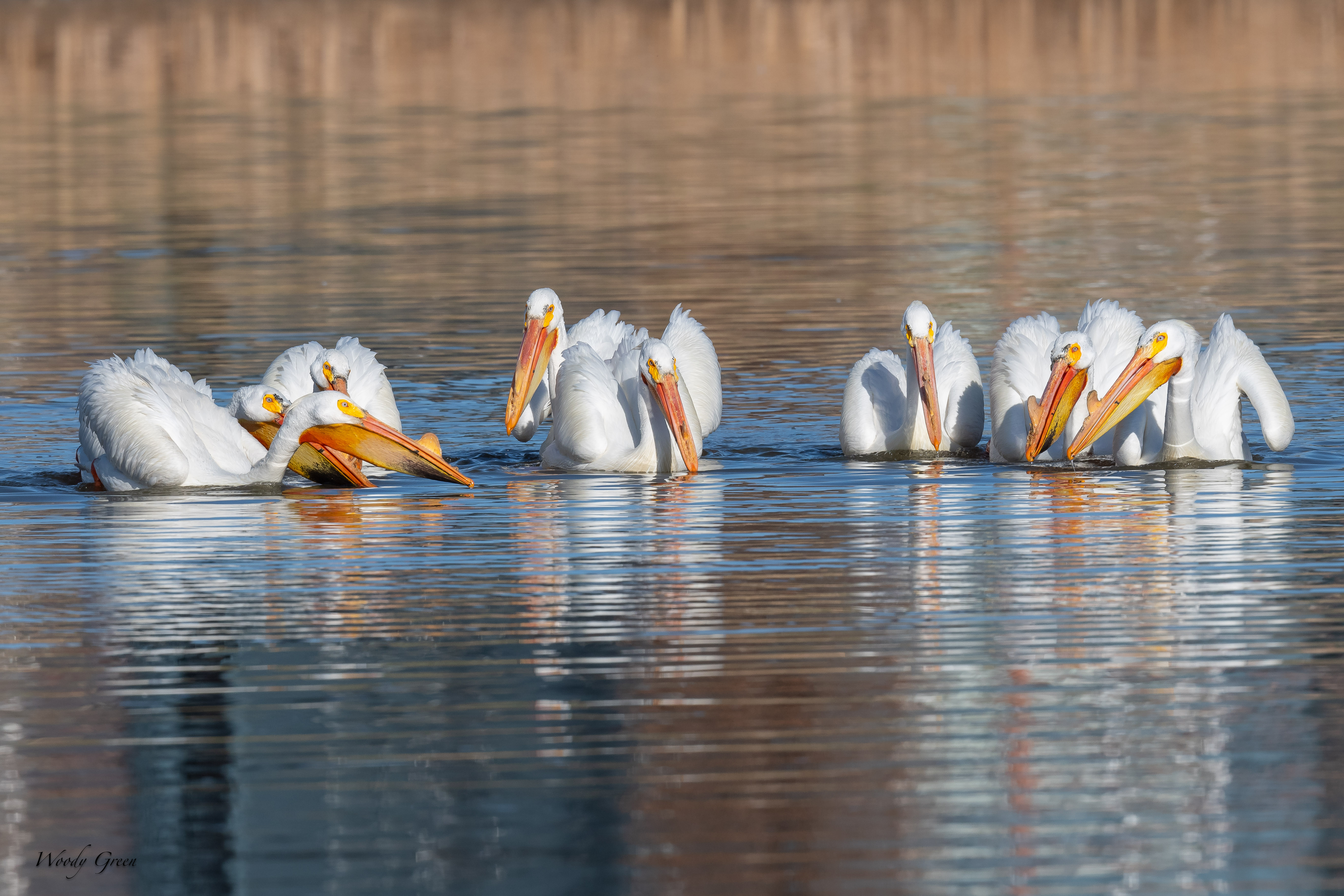 PelicanGroupFishing-82.jpg