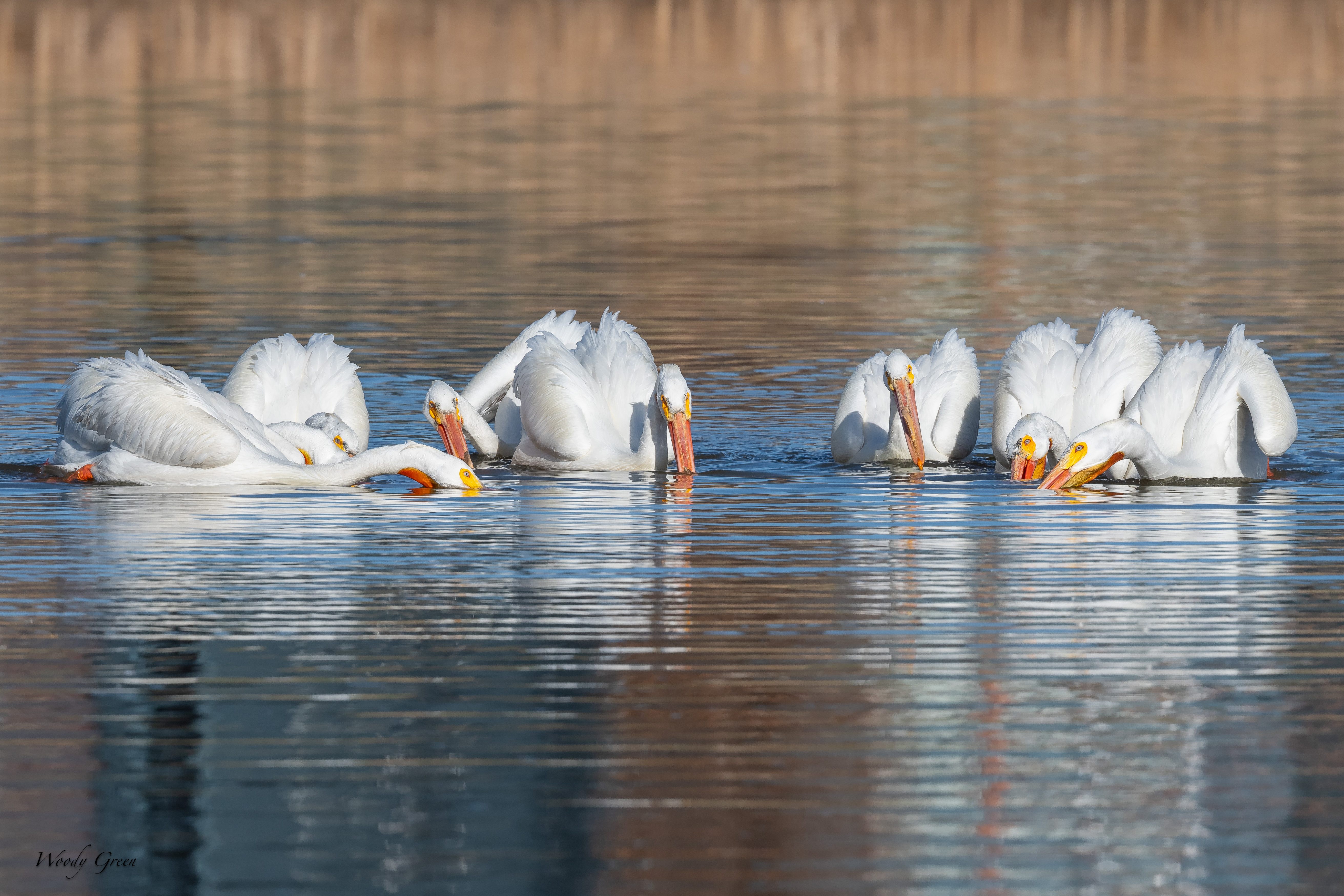 PelicanGroupFishing-83.jpg