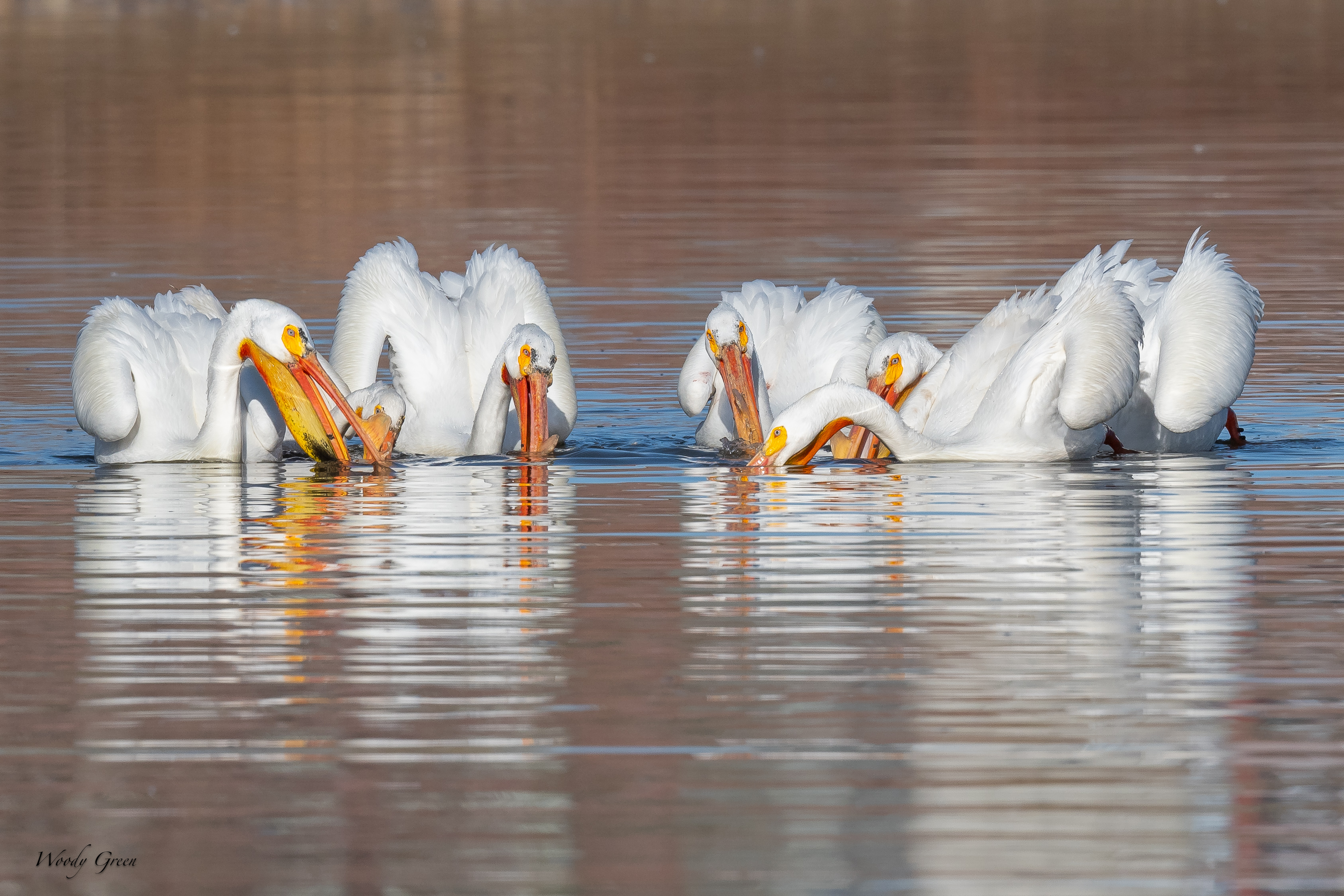PelicanGroupFishing-92.jpg