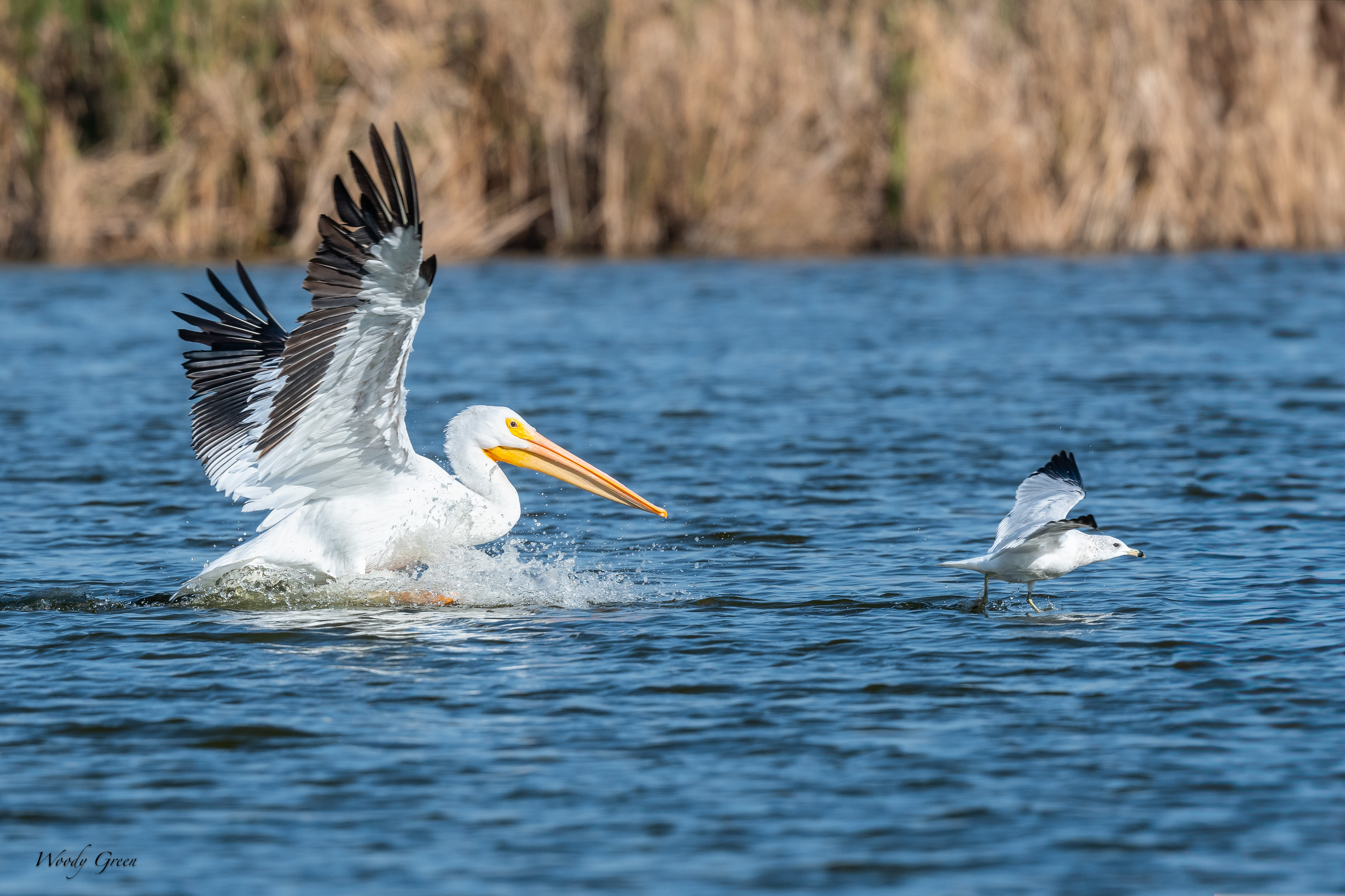 PelicanGull-120.jpg