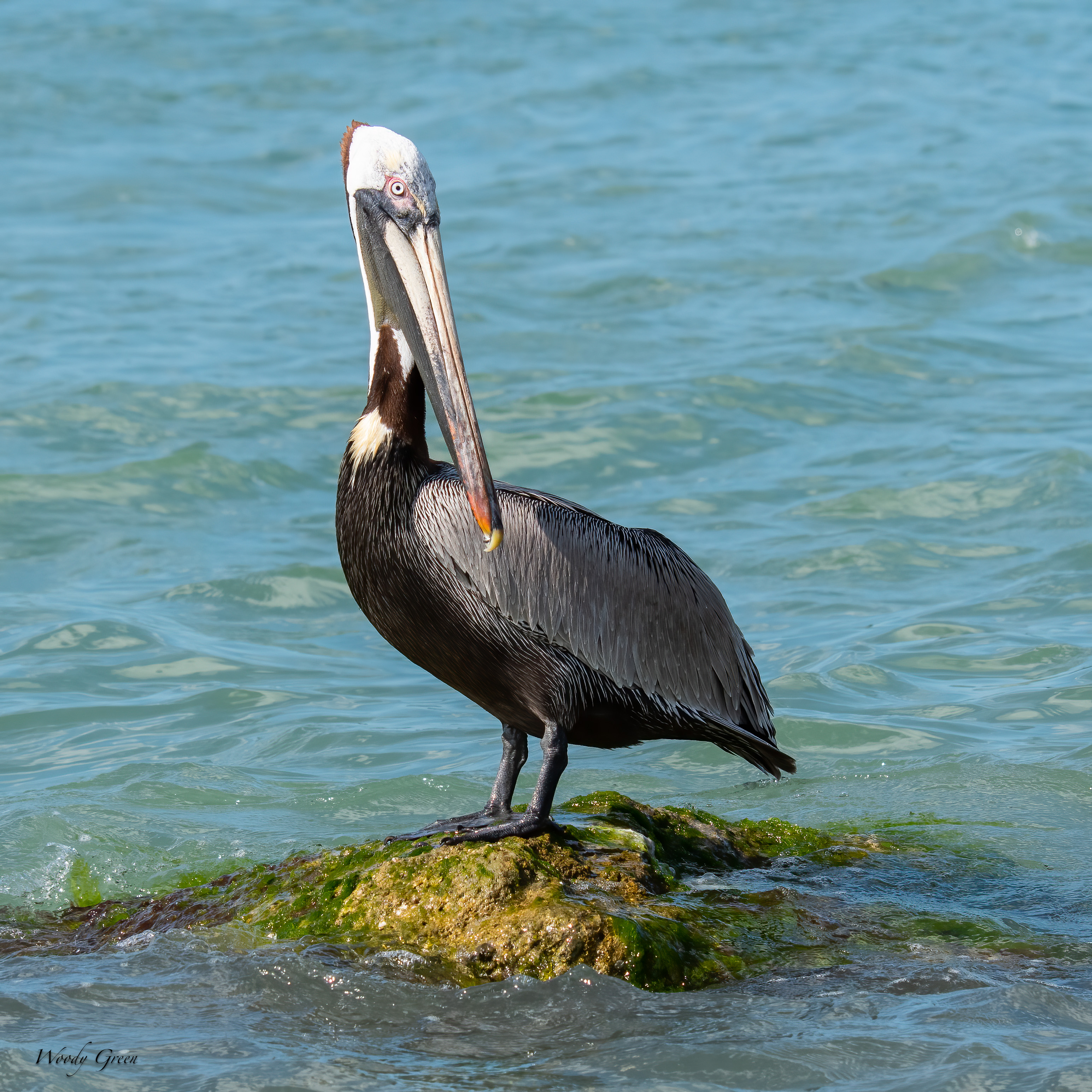 PelicanIsland-593.jpg