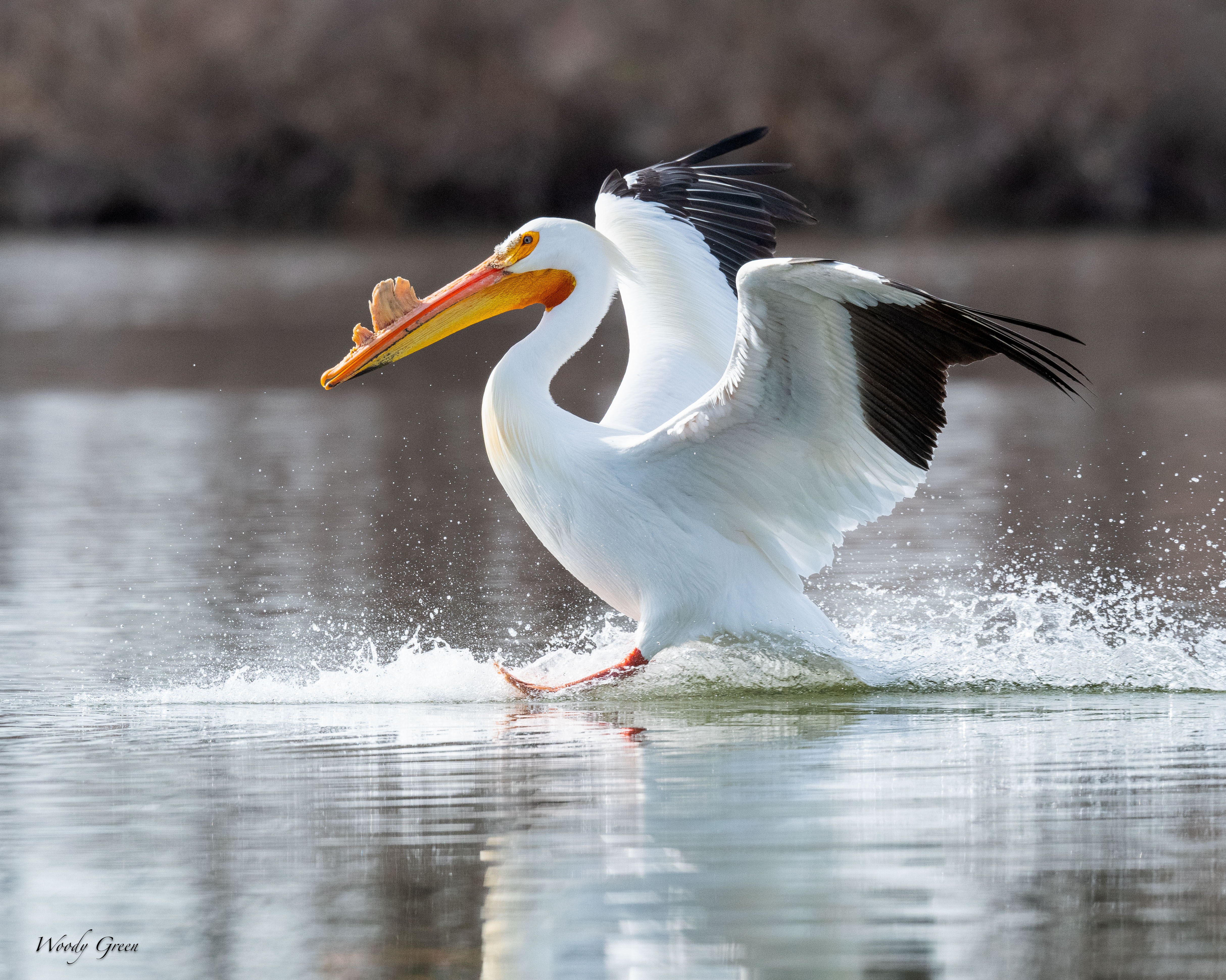 PelicanLanding-611.jpg