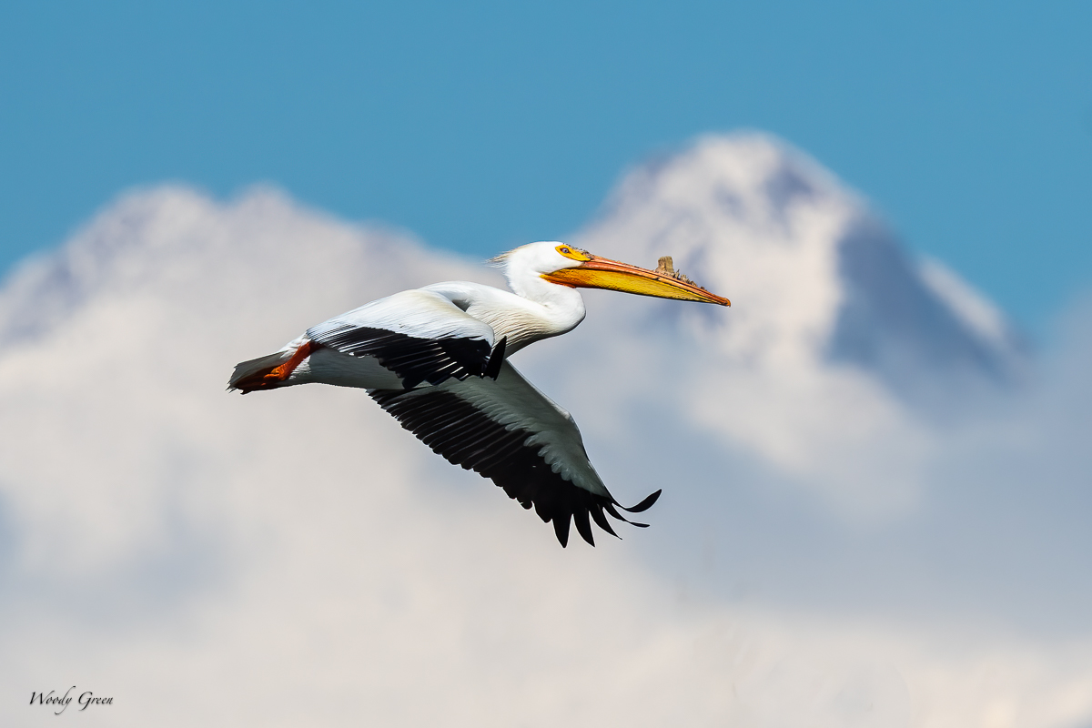 PelicanLongs-613.jpg